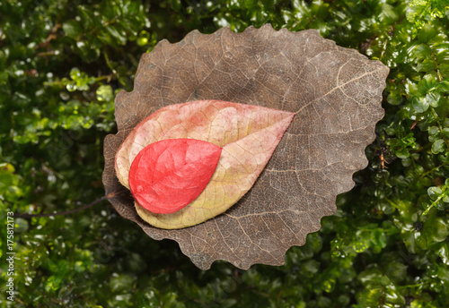 Fall abscised leaves variety photo