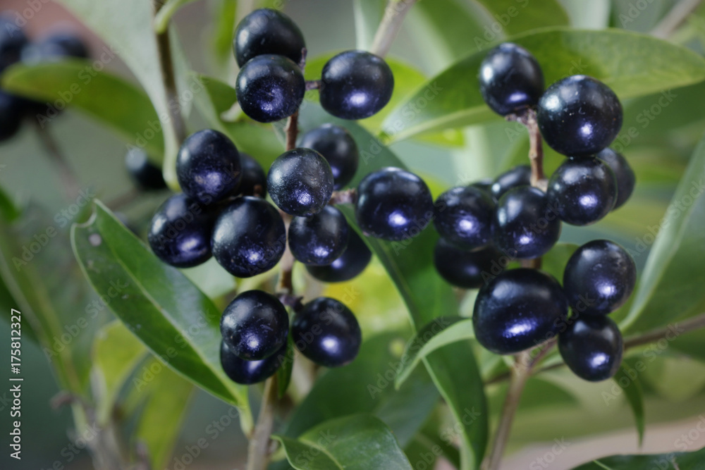 Gewöhnlicher Liguster (Ligustrum vulgare) Beeren im Herbst Gewöhnlicher Liguster (Ligustrum vulgare) Beeren im Herbst