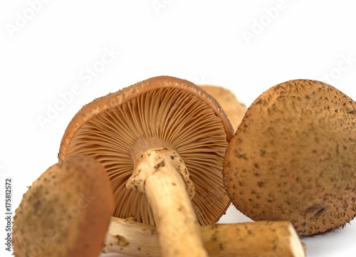 Hallimasch, Honigpilze, Armillaria photo