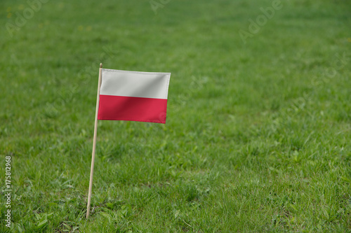 Poland flag, Polish flag on a green grass lawn field background. National flag of Poland waving outdoor
