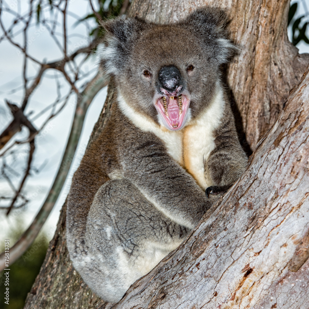 Fototapeta premium Wild koala on a tree while yawning