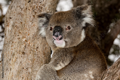 Wild koala on a tree while looking at you in kangaroo island