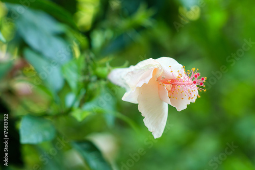 White single hibiscus with green leave,