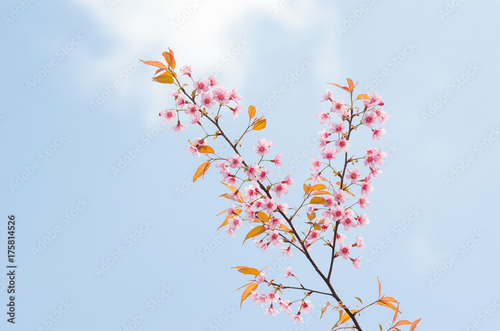 Wild Himalayan Cherry Blossoms branches in spring season over blue sky on mountain in forest as background, selective focus Wild Himalayan Cherry Blossoms branches in spring season over blue sky on mountain in forest as background, selective focus