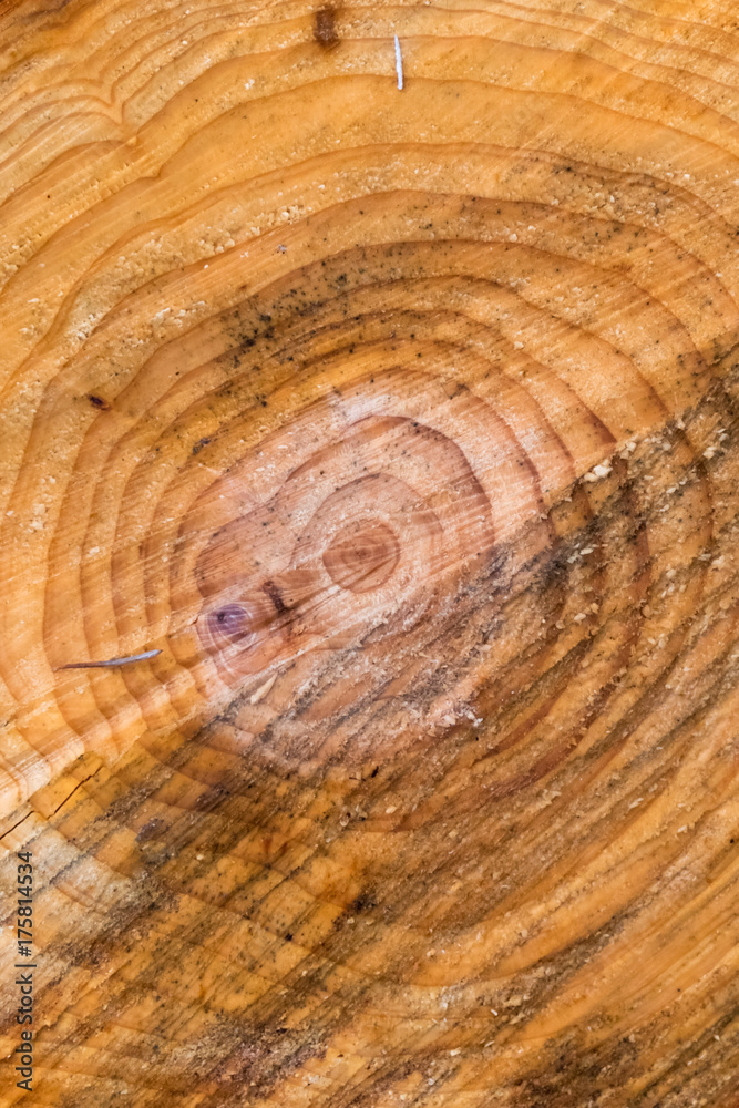 Fototapeta premium Log