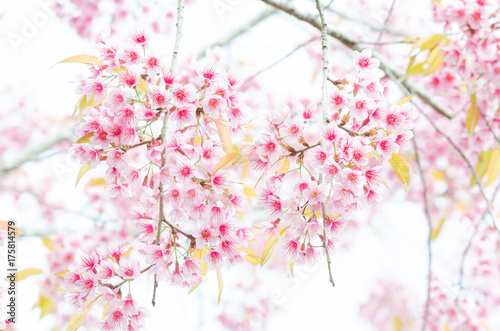 Close-up wild Himalayan Cherry Blossom branch in spring season on mountain in forest as background, selective focus