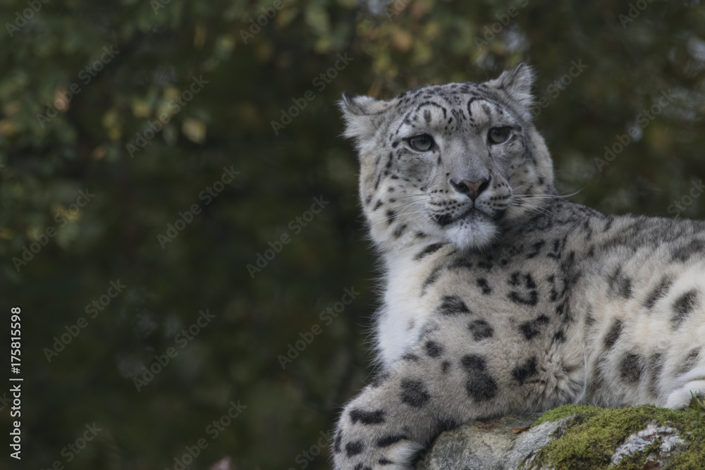 Fototapeta premium snow leopard portrait with background sitting, standing