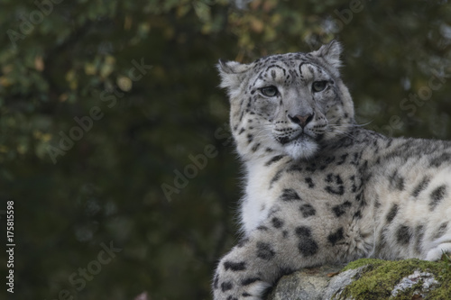 snow leopard portrait with background sitting, standing © Paul