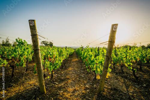 Rows of vineyards in tuscany