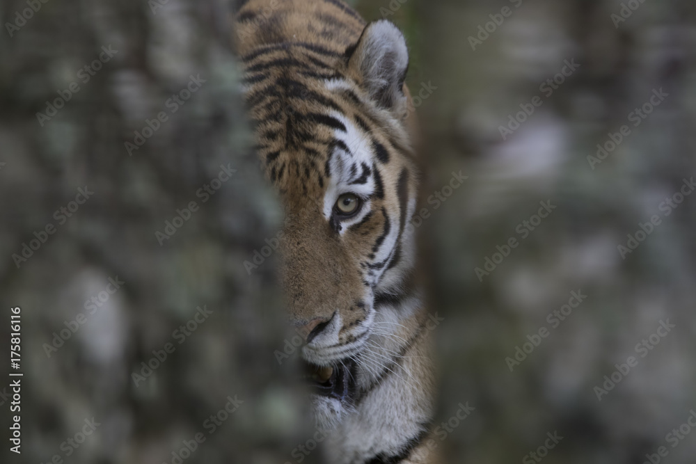 Obraz premium amur tiger portrait looking forward between trees
