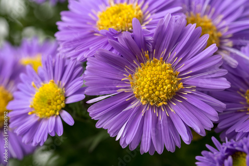 Aster novi-belgii