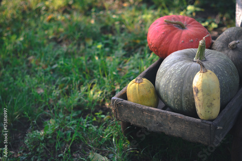 Pumpkins harvest on an old wooden cart. photo