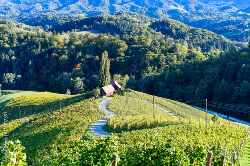 Famous Heart shaped wine road in Slovenia, vineyard near Maribor photo