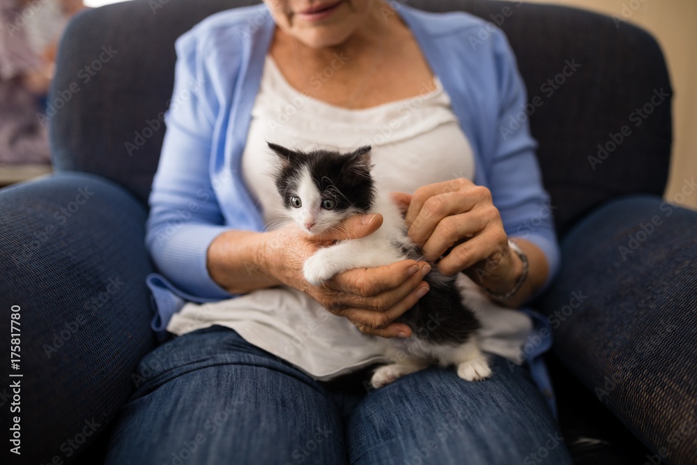 Obraz premium Midsection of senior woman stroking kitten while sitting on