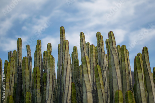 field of cactuses with sky