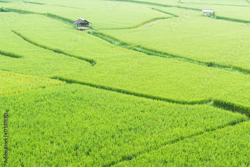 Green rice fields in the countryside of Thailand.