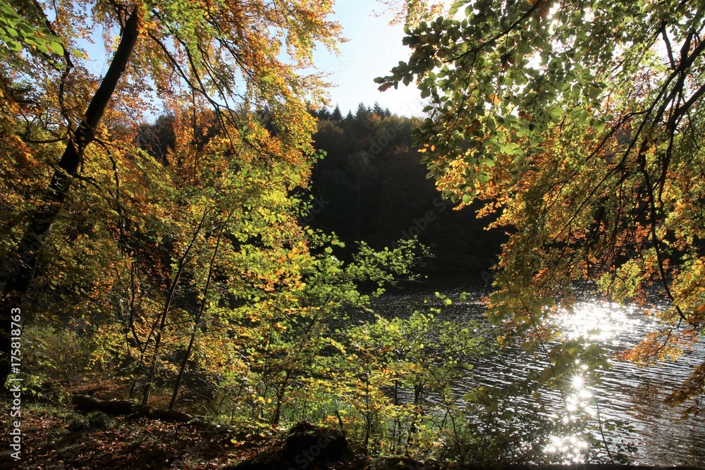 zauberhafte Lichtstimmung mit bunt gefärbten Blättern im Herbst zauberhafte Lichtstimmung mit bunt gefärbten Blättern im Herbst