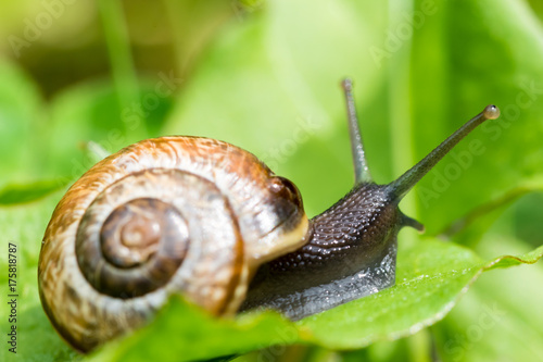 Small snail crewling in green fresh grass