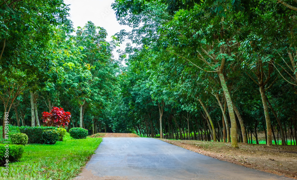 asphalt road are garden tree and forest in Thailand with green grass. For background and landscape.