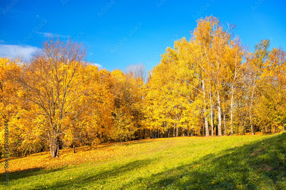 Bright autumn landscape with golden trees and blue sky in countryside