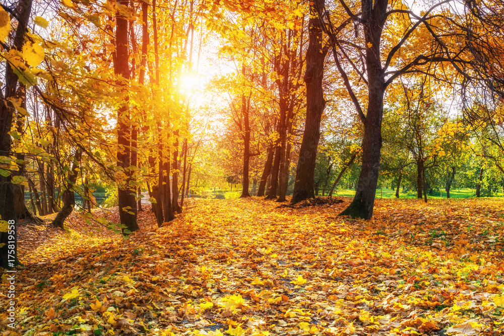 Fototapeta premium Alley in the sunny autumn park