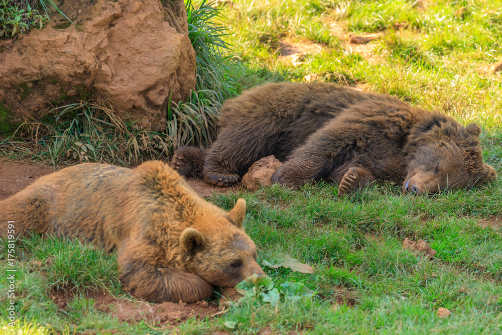 Fototapeta premium Bears in the meadow 