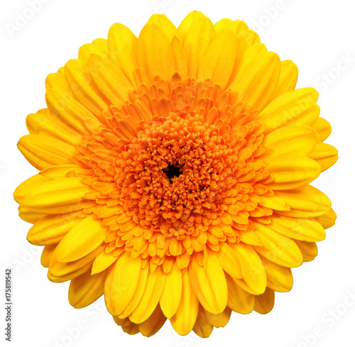 Yellow gerber flower  isolated