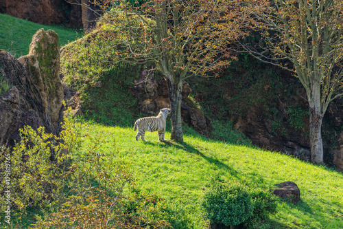 Fototapeta Naklejka Na Ścianę i Meble -  White Tiger
