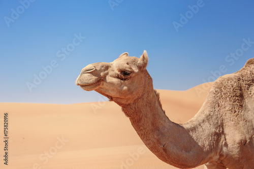 camels in the desert