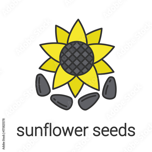 Sunflower seeds color icon