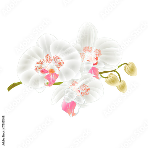 Orchid  white Phalaenopsis stem with flowers and  buds  vintage  vector editable illustration hand draw