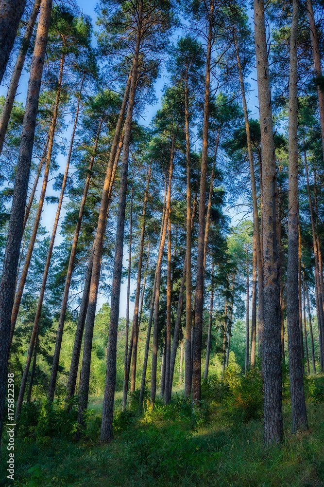 Obraz premium Pine forest