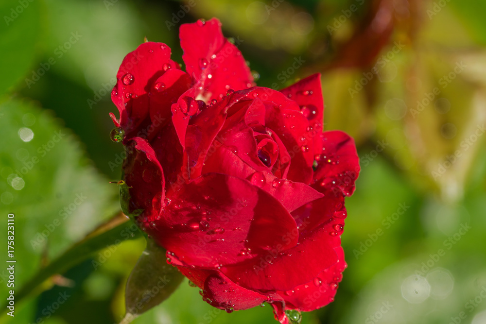 crying rose crying rose
