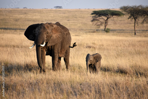 Mom Elephant and her little one at Seregenti  Tanzania