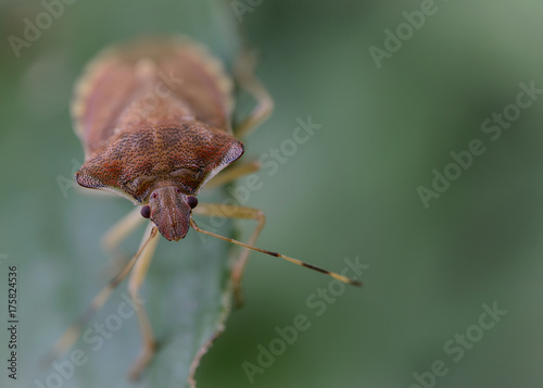 Closeup of stink bug