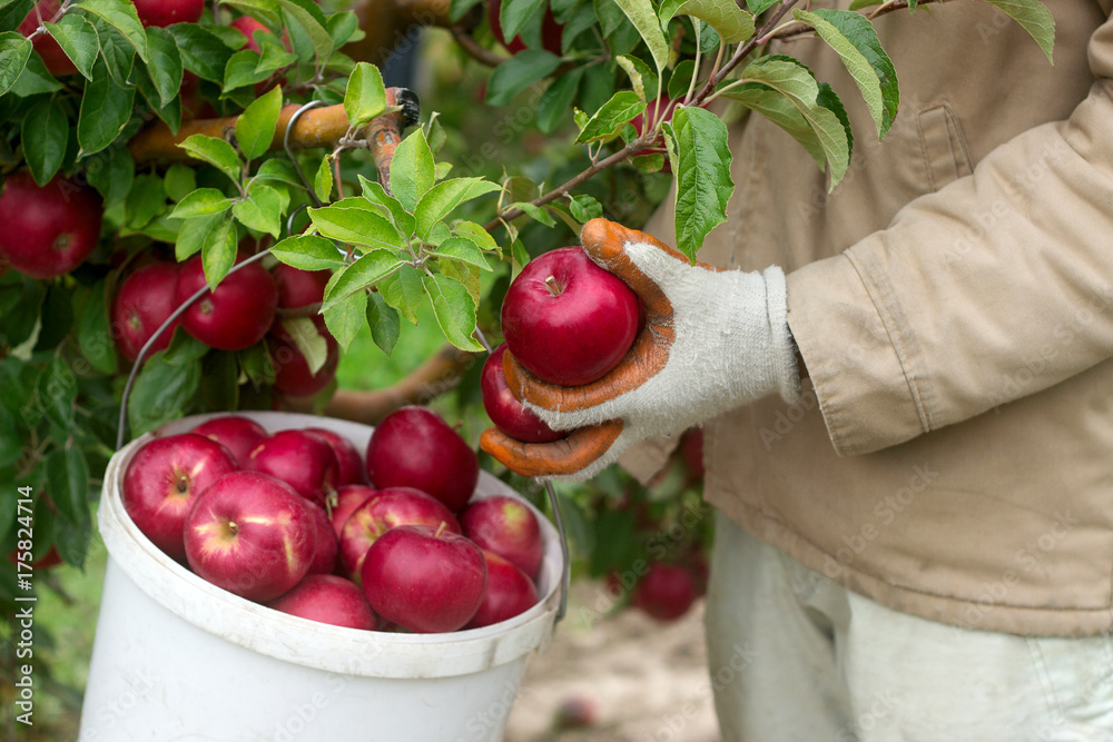 Harvesting of apples in the orchard. Hands pull apples from branches. Rustic style, selective focus.