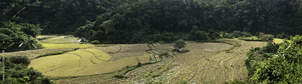 North Thailand Rice Fields