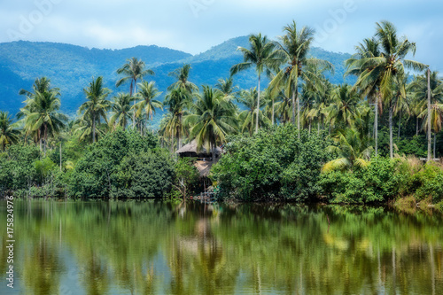 Palms on the shore of a tropical Gulf