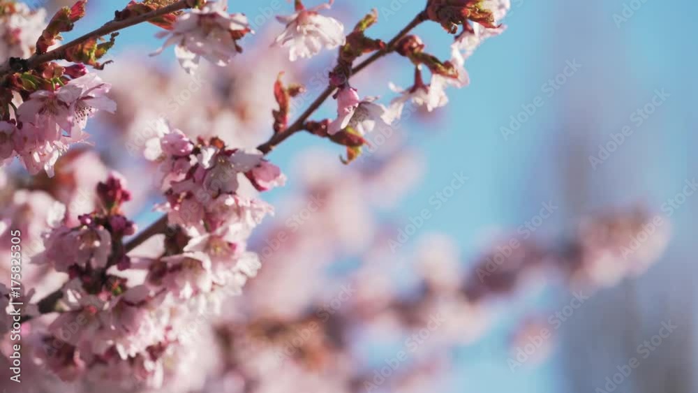 focus pull of beautiful sakura cherry tree blossom against blue sky