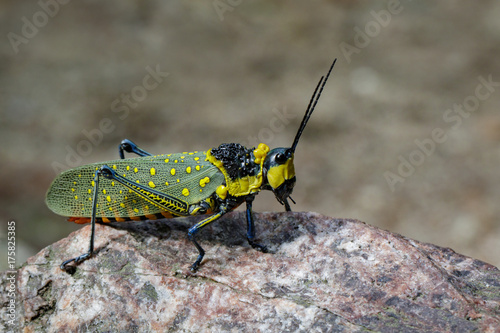 Image of spotted grasshopper (Aularches miliaris) on the rocks. Insect Animal