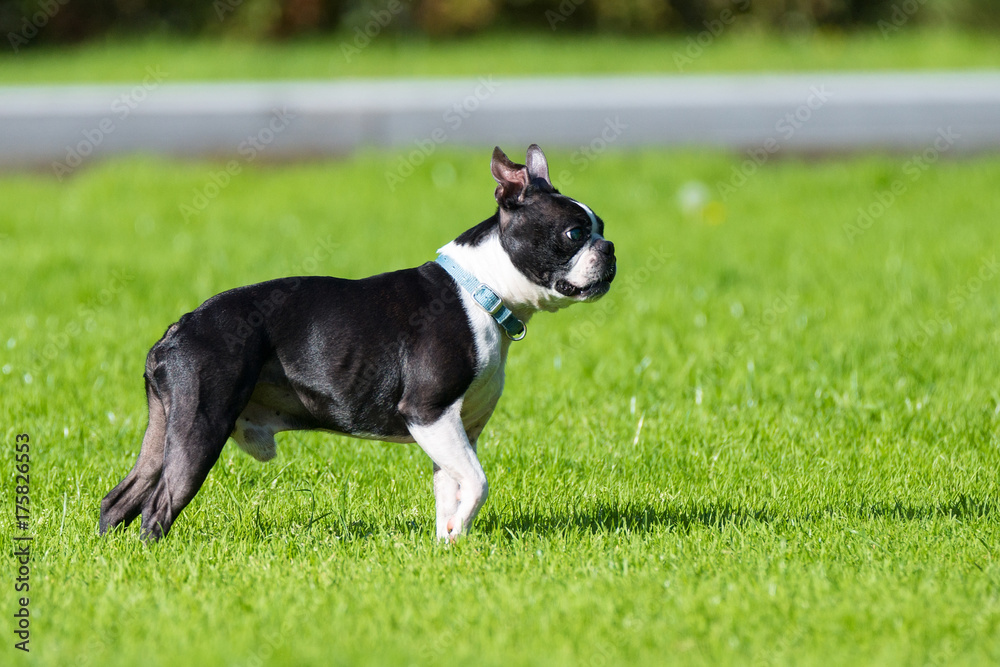 Little dog lying on the grass