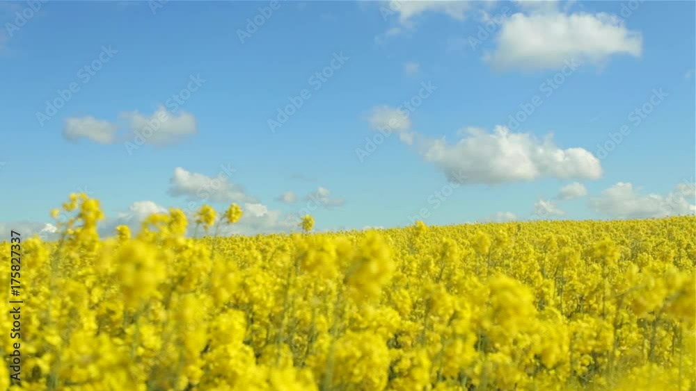 Beautiful yellow flowering rapeseed field in Normandy, France. Country agricultural landscape on a sunny spring day. Environment friendly farming and industrial agriculture concept Beautiful yellow flowering rapeseed field in Normandy, France. Country agricultural landscape on a sunny spring day. Environment friendly farming and industrial agriculture concept