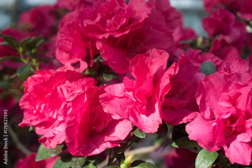 Azalea Flower