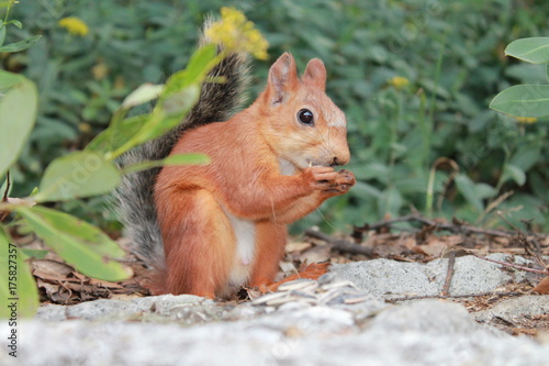 Lovely squirrel
