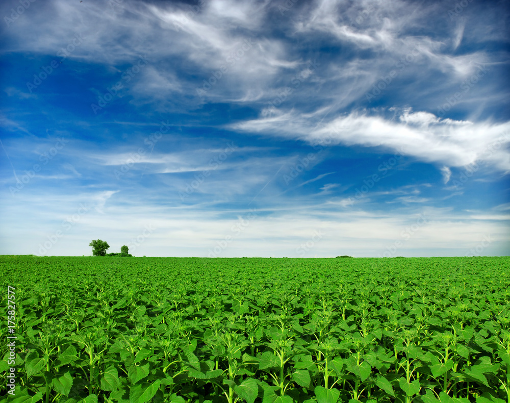 young sunflower field