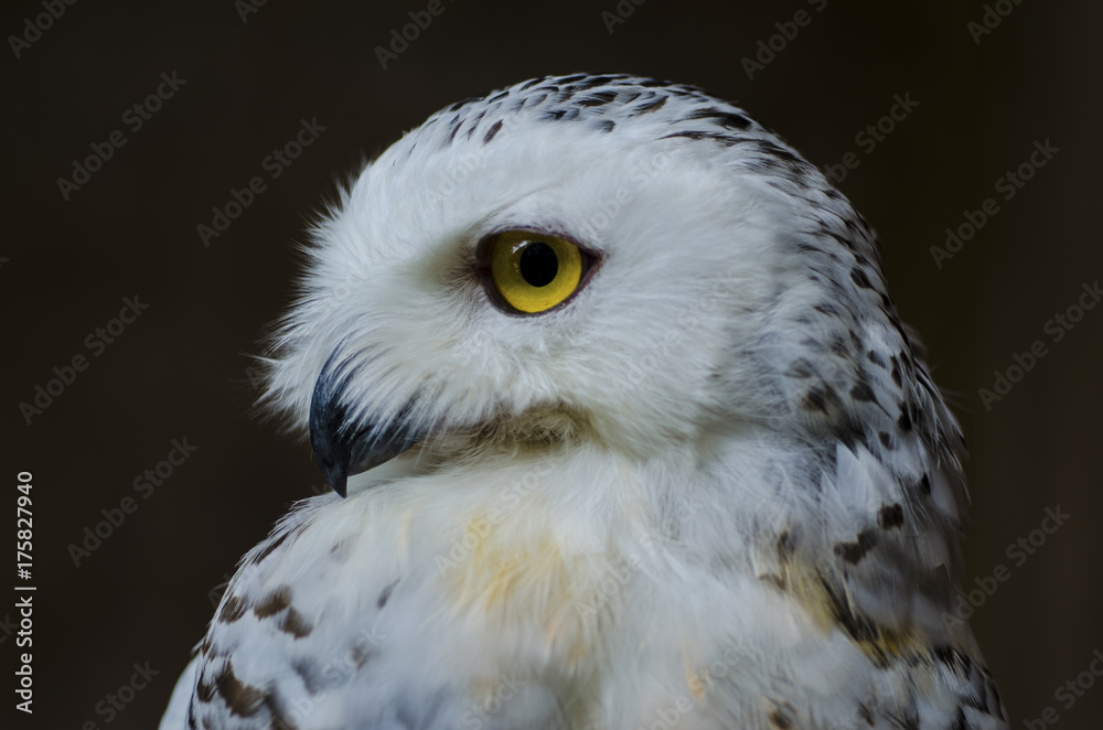 Obraz premium The owl has yellow eyes and a white torso with brown spots.