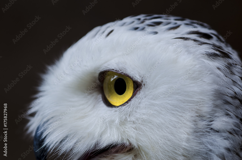 Obraz premium The owl has yellow eyes and a white body with brown spots and open mouth for food.