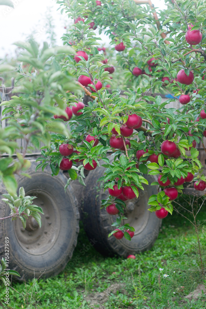 Fototapeta premium Harvesting of apples in the orchard. Trees with ripe apples and a tractor. Rustic style, selective focus.