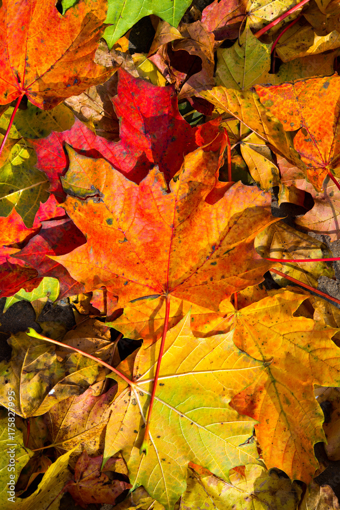 colorful maple leaves