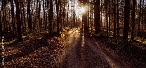 Waldweg